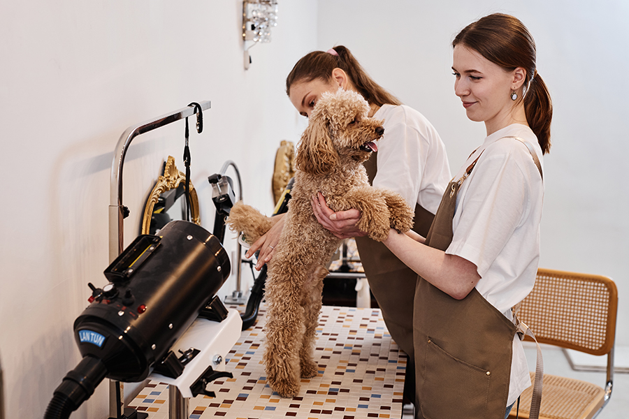 Sèche-linge pour animaux
